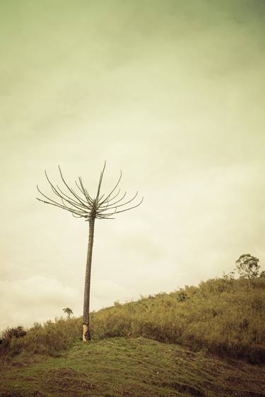 Original Fine Art Tree Photography by Antonio Schubert
