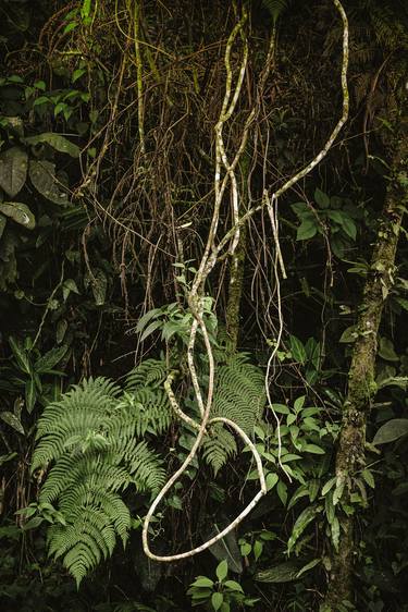 Original Fine Art Botanic Photography by Antonio Schubert