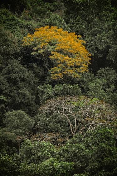 Tijuca Forest XIX thumb