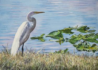 Great White Egret thumb