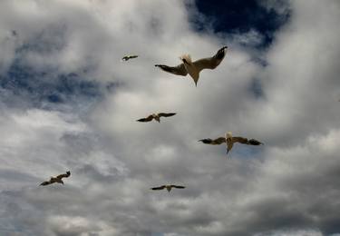 Seagulls, New Zealand thumb