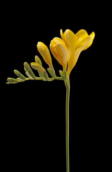 Original Fine Art Floral Photography by Mário Cabrita Gil