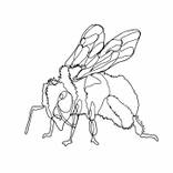 Collection Single Line Art Collection
