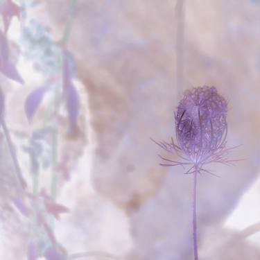 Print of Floral Photography by Giovanna Pappalardo