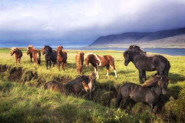 Wild Icelandic Horses - Limited Edition 8 of 100 thumb