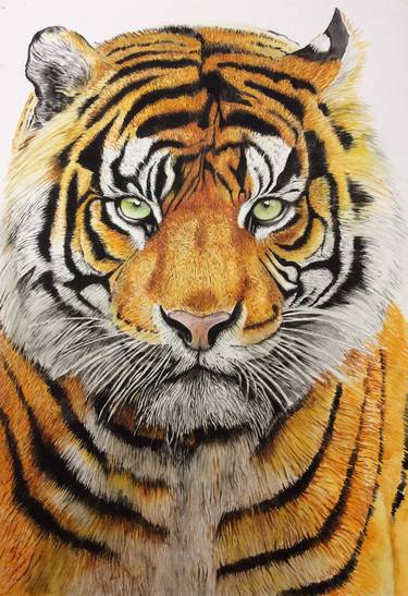 Tiger portrait thumb