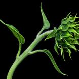 Sunflower Still Life #2 - Limited Edition 1 of 250 by Mike Cable