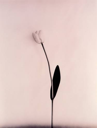 Original Fine Art Floral Photography by mike story