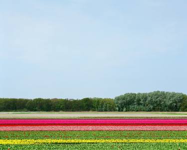 Bulb field, Vogelenzang, 2009 - Limited Edition 1 of 7 thumb