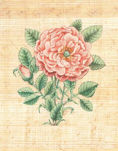 The Rose, Miniature, Illustrated Botanical Art, Original Artwork thumb
