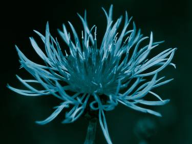 Print of Conceptual Botanic Photography by Scott Ballingall