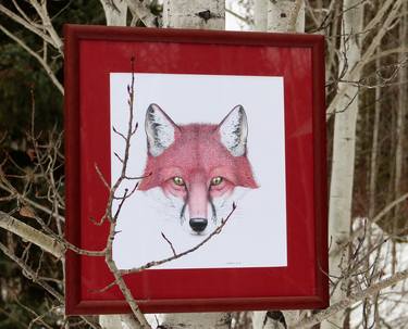 Red Fox - Limited Edition 1 of 50 thumb