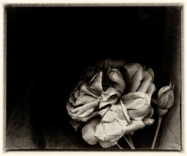 Print of Abstract Floral Photography by Harold Lee