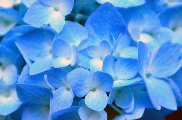 Blue Hydrangea - Limited Edition 1 of 5 thumb