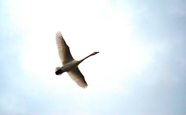 Trumpeter Swan in Flight - Limited Edition 1 of 5 thumb