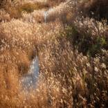 Collection Landscapes