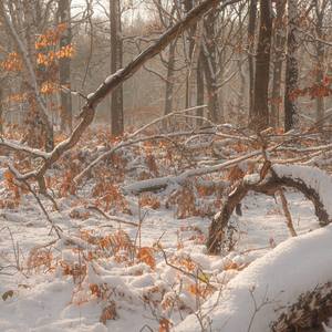 Collection Landscapes
