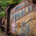 Collection Jungle