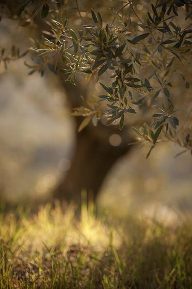 Sunlight & Olive Tree - Limited Edition of 12 thumb