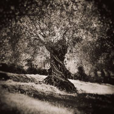Olive Tree - Limited Edition of 12 thumb
