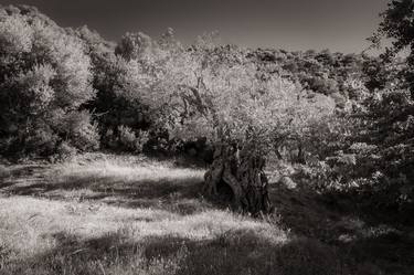 Original Tree Photography by Patrick Dumortier