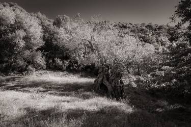 Print of Fine Art Tree Photography by Patrick Dumortier