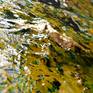 Gold leaf !
