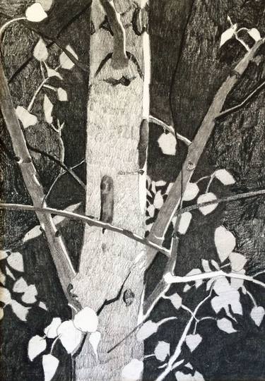 Original Fine Art Tree Drawings by Meredith Nemirov