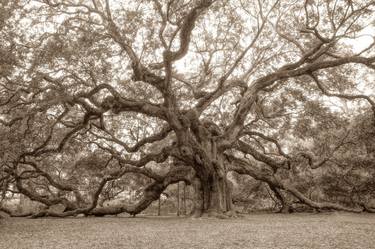 Original Fine Art Tree Photography by John McManus