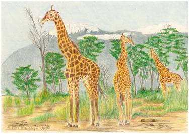 Original Realism Animal Drawing by Claudia Luethi Alias Abdelghafar