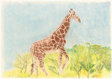 Original Realism Animal Drawing by Claudia Luethi Alias Abdelghafar