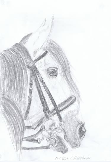 Original Realism Horse Drawings by Claudia Luethi alias Abdelghafar