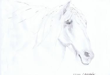 Print of Horse Drawings by Claudia Luethi alias Abdelghafar