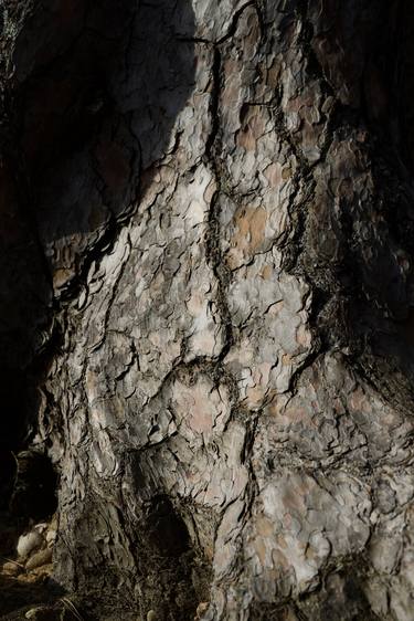 Tree Bark Torso thumb