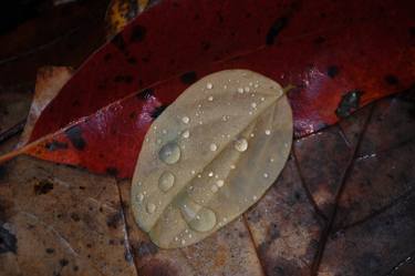Rain drops on Autumn leaves - Limited Edition 1 of 10 thumb