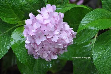 Hydrangea in the rain - Limited Edition 1 of 10 thumb