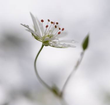 The delicate white flower - Limited Edition 1 of 10 thumb