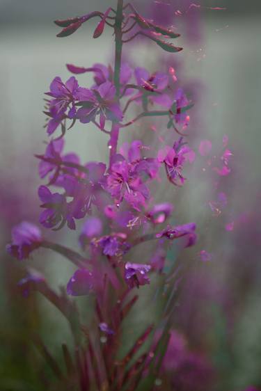 Original Floral Photography by Régine Heintz