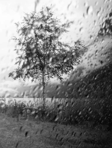 Original Tree Photography by Régine Heintz