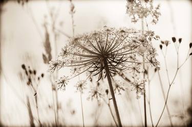 The umbellifer - Limited Edition 2 of 10 thumb