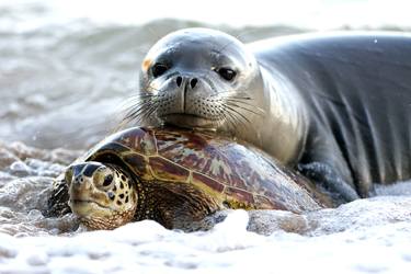 Original Documentary Animal Photography by Scott Strazzante