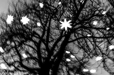 Print of Abstract Tree Photography by Mircea Restea
