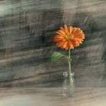 Collection Canvases