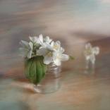 Collection Canvases