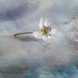 Collection Canvases