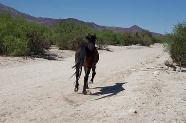 Original Documentary Horse Photography by Lana Z Caplan