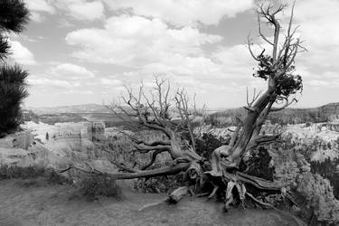 Tumbling Tree at Bryce Canyon - Utah National Parks #3 thumb