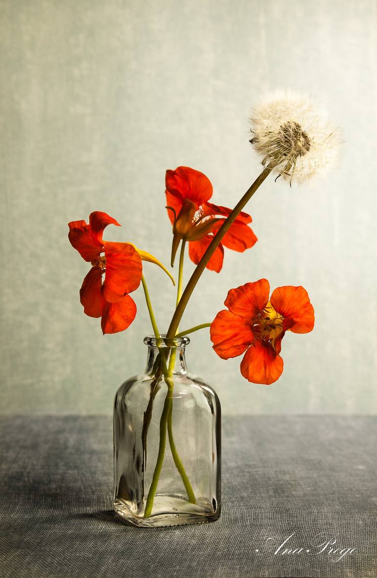 still life with dandelion no 2 - Limited Edition of 5 Photography by ...