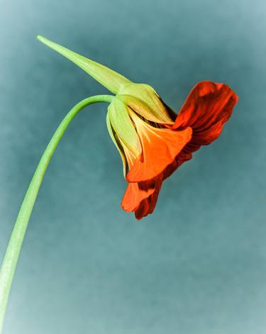 simple red, a nasturtium portrait - Limited Edition of 5 thumb