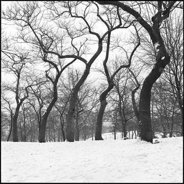 Trees in the snow - Limited Edition of 50 thumb